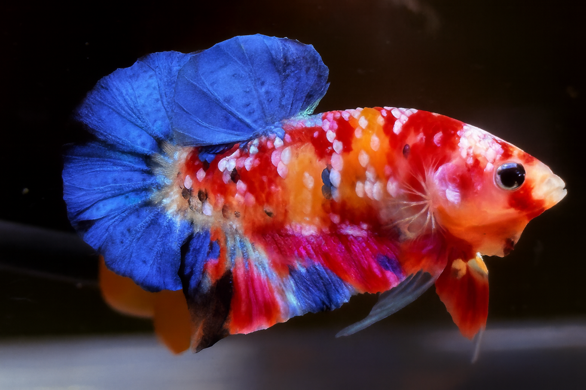 "จับคู่ ตัวผู้+ตัวเมีย" ปลากัดคัดเกรดครีบสั้น- Halfmoon Plakad Fancy Red Star