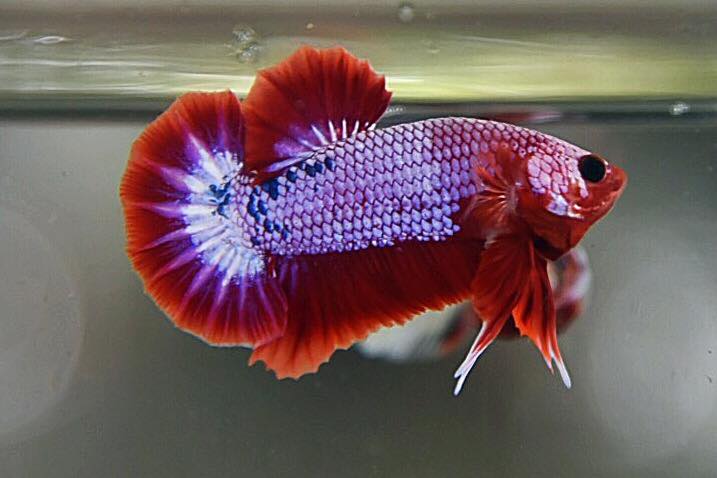 "แฟนซีดราก้อน" ปลากัดคัดเกรดครีบสั้น - Halfmoon Plakad Fancy Dragon Premium Quality Grade