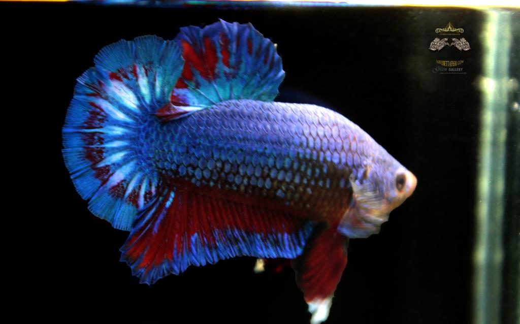 ปลากัดคัดเกรดครีบสั้น - Halfmoon Plakad Fancy Dragon Quality Grade