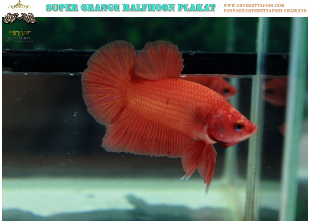 (ขายแล้วครับ)"คัดเกรด"ปลากัดครีบสั้น-Halfmoon Plakats Super Orange