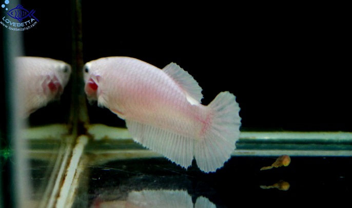 (ขายแล้วครับ)"คัดเกรด"ปลากัดครีบสั้นตัวเมีย-Halfmoon Plakats Female White Platinum