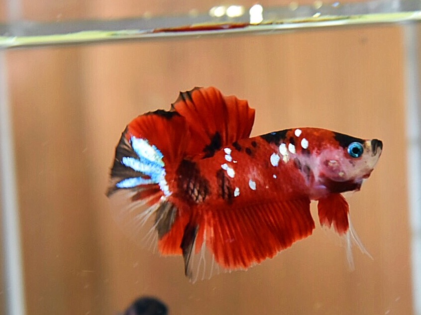 'โค่ย กาแล๊คซี่'ปลากัดคัดเกรดครีบสั้น - Halfmoon Plakad Fancy Red Koi Galaxy Premium Quality Grade