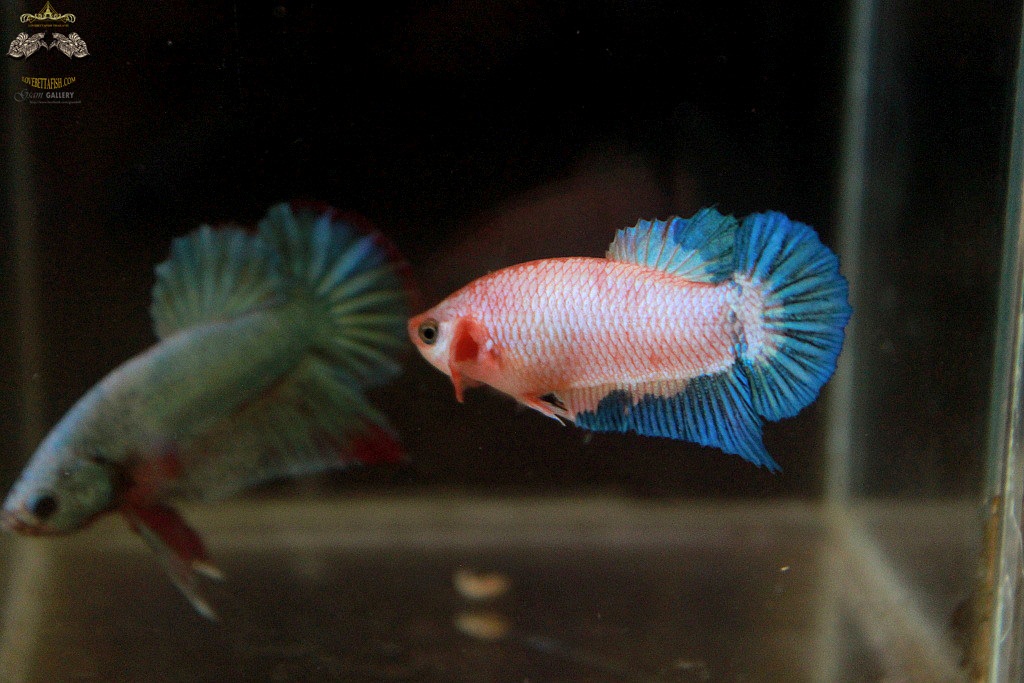 (ขายแล้วครับ)ตอนรับปีใหม่"คัดเกรด"ปลากัดครีบสั้นตัวเมีย-Female Halfmoon Plakats Fancy Pink