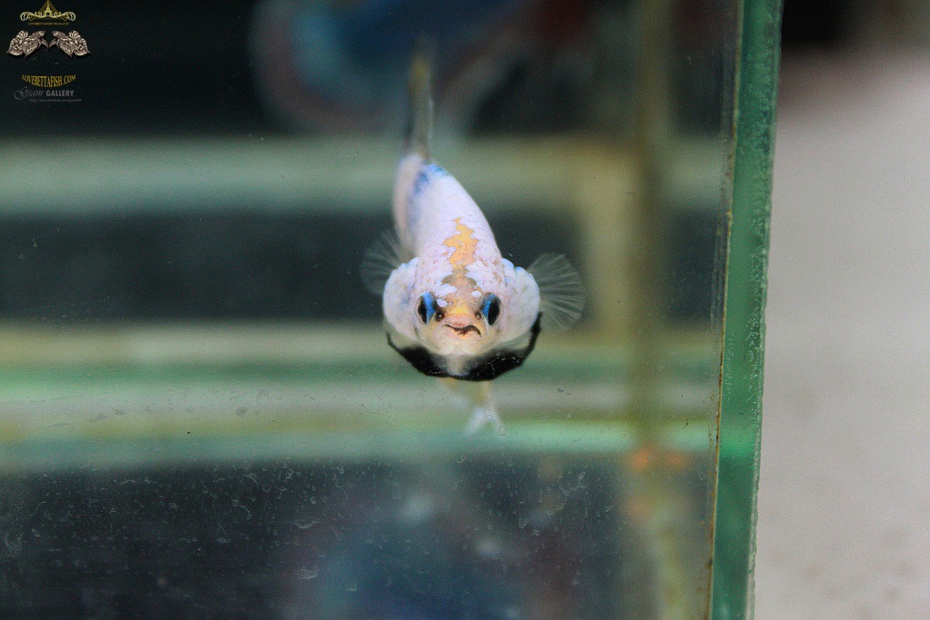 (ขายแล้วครับ)ตอนรับปีใหม่"คัดเกรด"ปลากัดครีบสั้น-Halfmoon Plakats Fancy