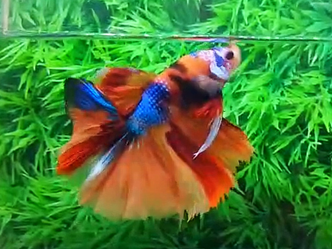 ปลากัดคัดเกรดครีบยาว - Halfmoon Fancy Koi Colors Full Premium Quality Grade
