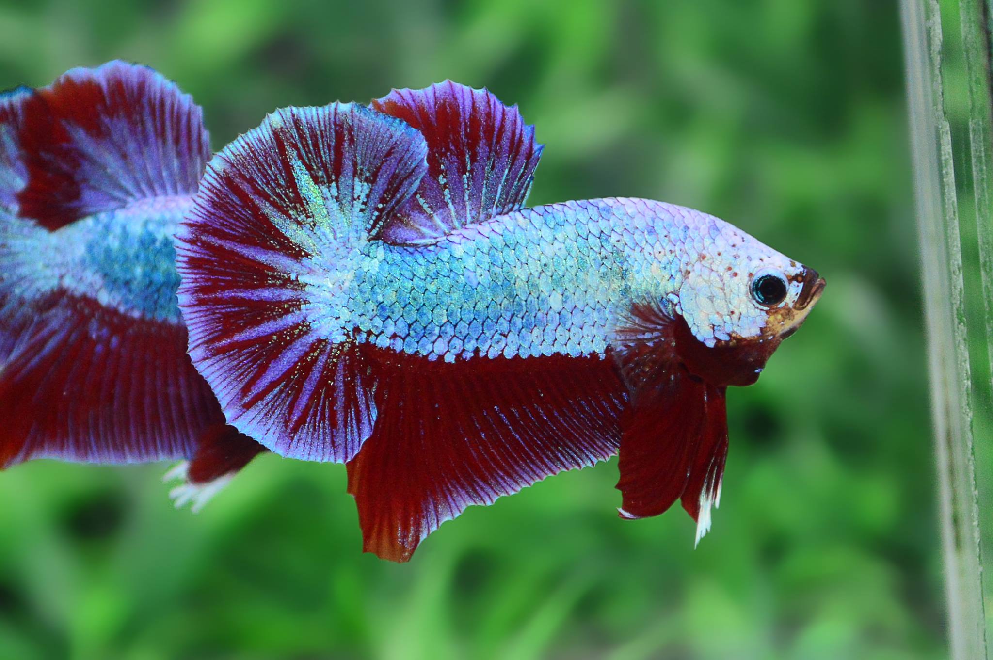 ปลากัดคัดเกรดครีบสั้น - Halfmoon Plakad Fancy Dragon Premium Quality Grade AAA+