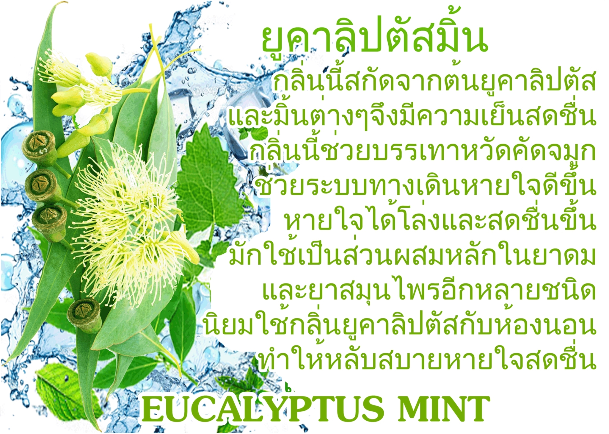 Scentnature ก้านไม้หอมอโรม่าปรับอากาศScentnature กลิ่น Eucalyptus Mint