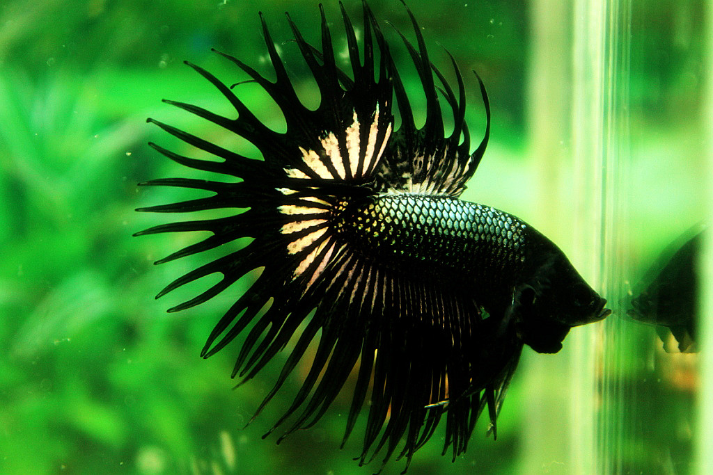 (ขายแล้วครับ)ปลากัดครีบยาวหางมงกุฎ-Crowntails Black Copper Quality Grade