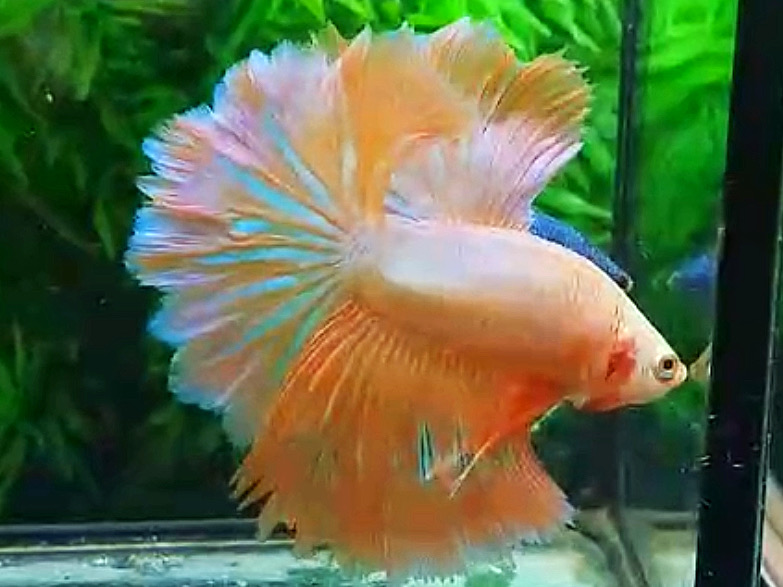 ปลากัดคัดเกรดครีบยาว - Halfmoon Orange Pink Dragon Colors Premium Quality Grade
