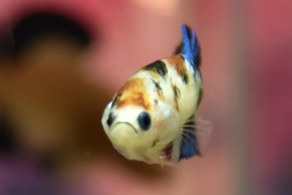 ปลากัดตัวเมียแฟนซีโค่ยกาแลคซี ปลากัดคัดเกรดครีบสั้น - Female Halfmoon Plakad Fancy Galaxy Premium Quality Grade