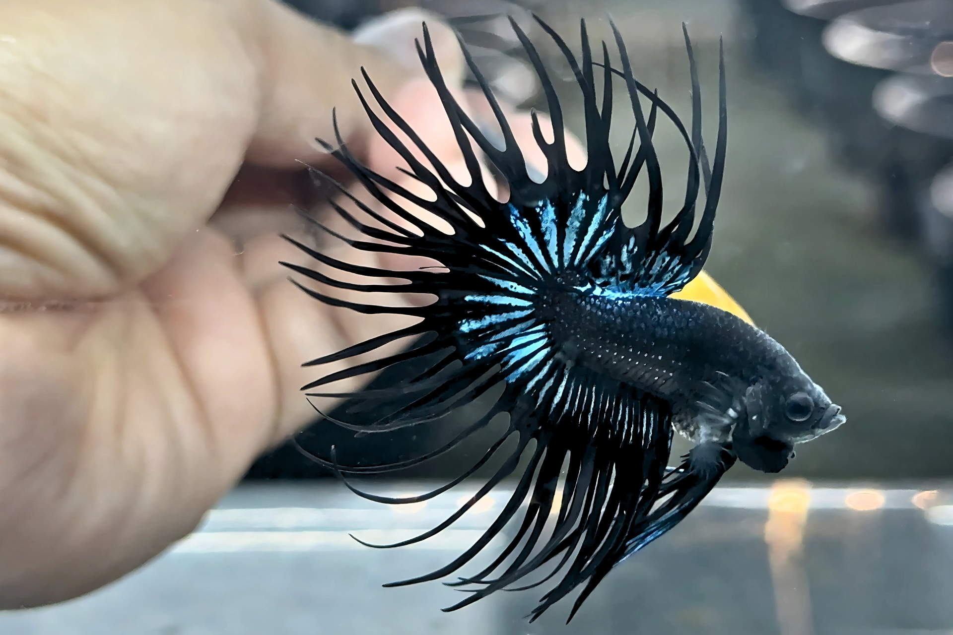 ปลากัดครีบยาวหางมงกุฎ-Crowntails Black Premium Quality Grade (คอก KING CT)