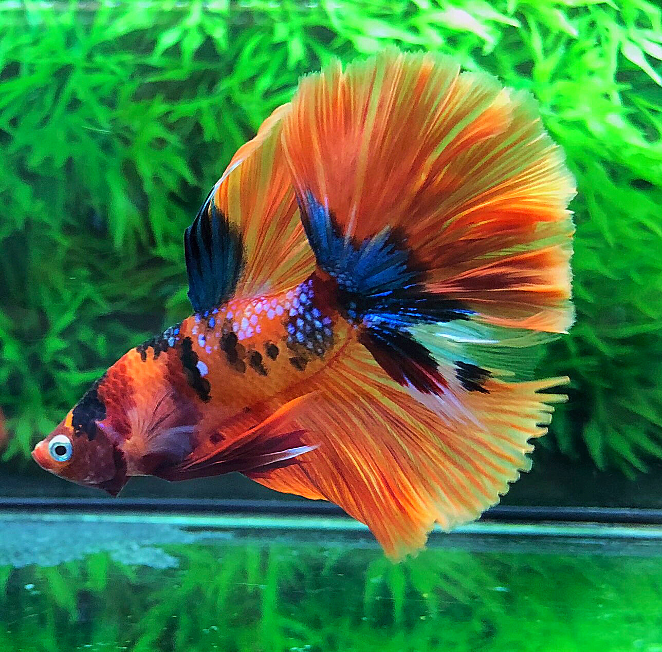 ปลากัดคัดเกรดครีบยาว - Halfmoon Fancy Koi Colors Full Premium Quality Grade