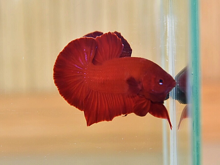 ปลากัดคัดเกรดครีบสั้น - Halfmoon Plakad Super Red Premium Quality Grade