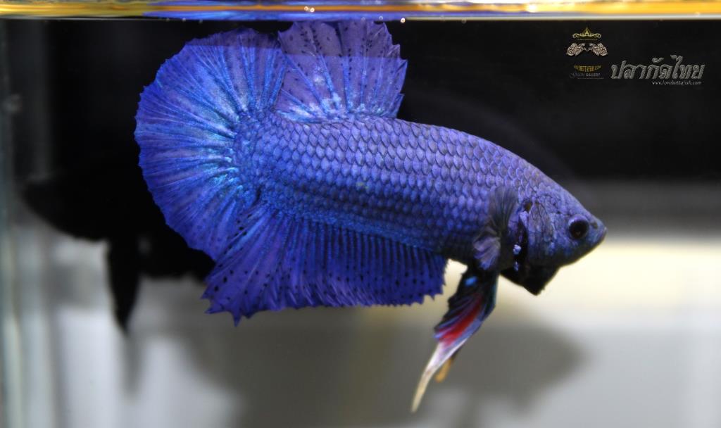 ปลากัดคัดเกรดครีบสั้น - Halfmoon Plakad Super Blue Premium Quality Grade