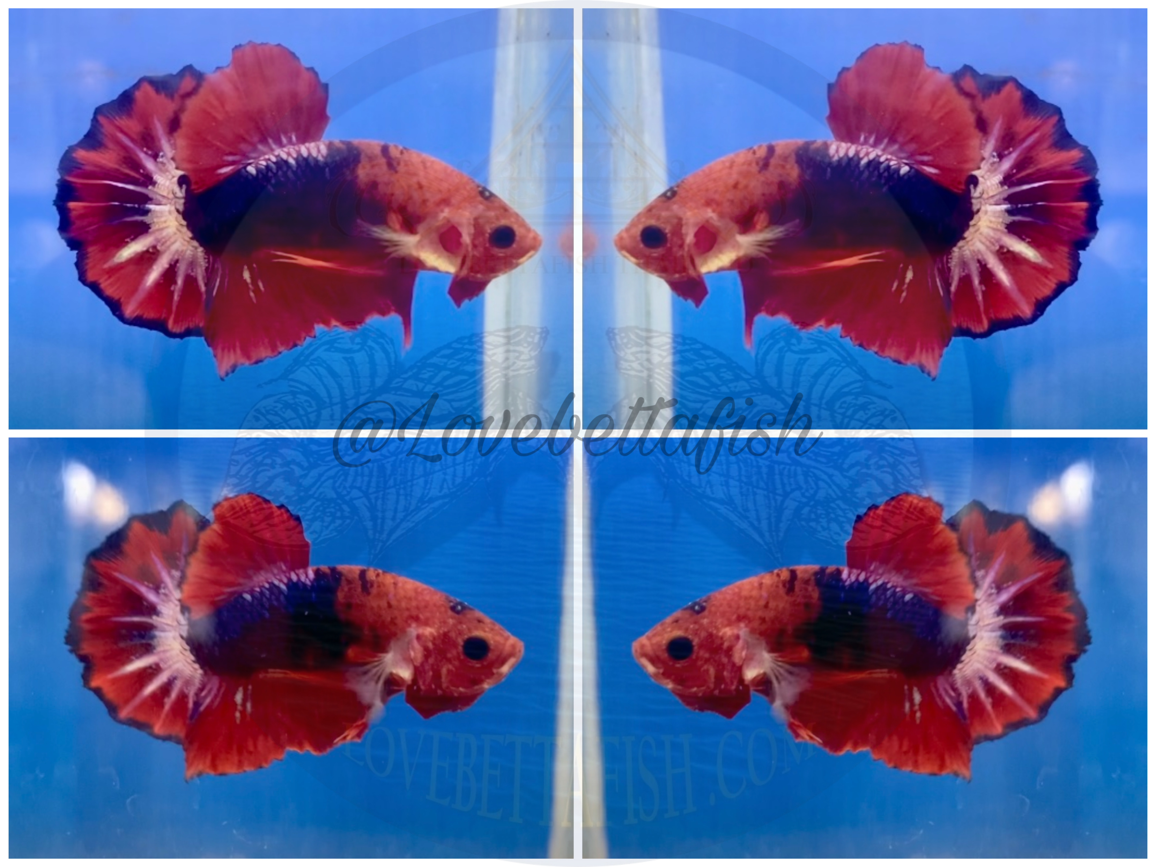ปลากัดคัดเกรดครีบสั้น - Halfmoon Plakad Fancy Premium Quality Grade