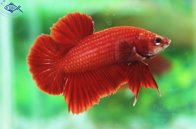 "คัดเกรด"ปลากัดครีบสั้น-SuperRed Halfmoon Plakats01