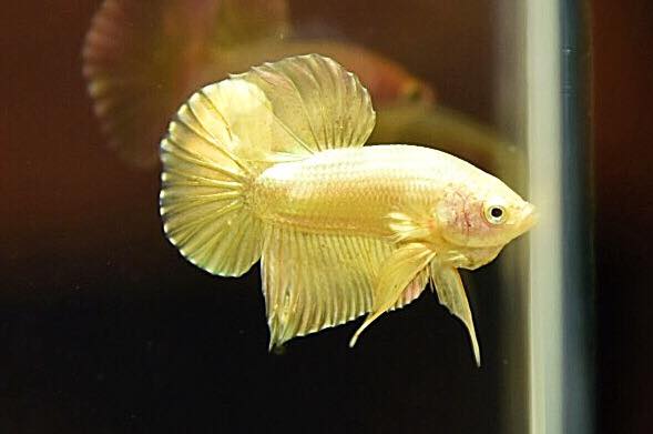 "ปลากัดสีทอง Super Gold" ปลากัดคัดเกรดครีบสั้น - Halfmoon Plakad Super Gold Quality Grade