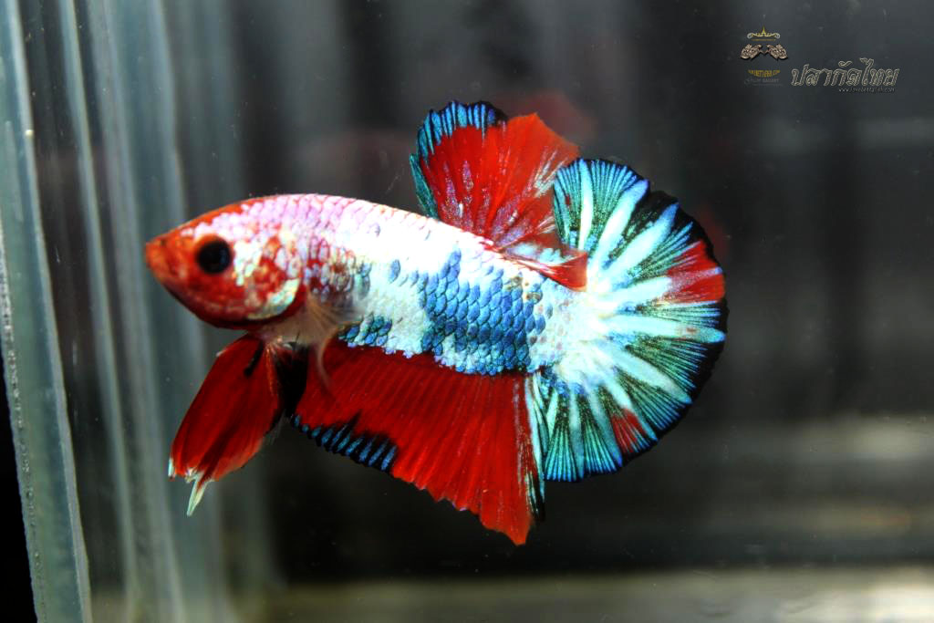 ปลากัดคัดเกรดครีบสั้น - Halfmoon Plakad Fancy Dragon Premium Quality Grade