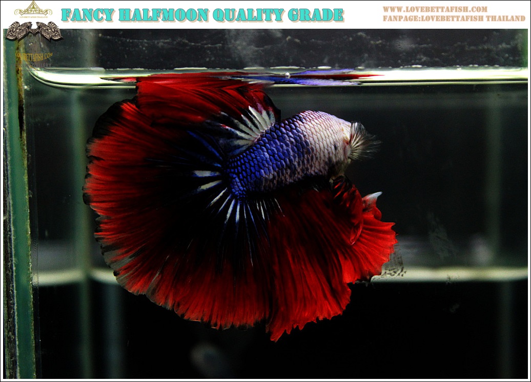 (ขายแล้วครับ)"คัดเกรดประกวด"ปลากัดครีบยาว-Halfmoon Fancy Colors Quality Grade