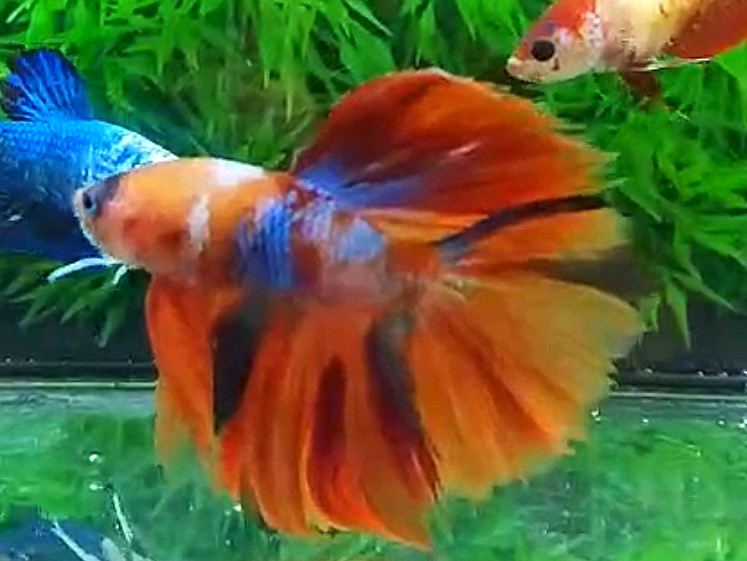 ปลากัดคัดเกรดครีบยาว - Halfmoon Fancy Koi Colors Full Premium Quality Grade