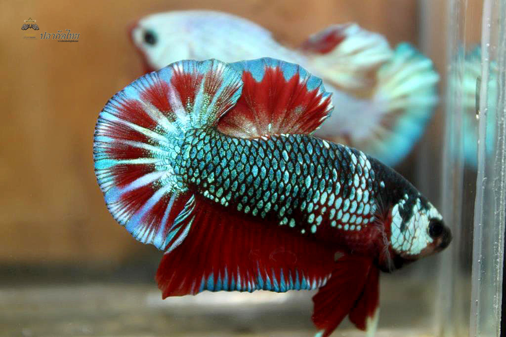 ปลากัดคัดเกรดครีบสั้น - Halfmoon Plakad Fancy Green Dragon Premium Quality Grade