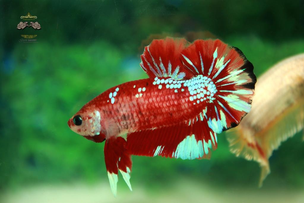 พิเศษโปรโมชั่นปลากัดคัดเกรดครีบสั้น - Halfmoon Plakad Fancy Dragon Quality Grade