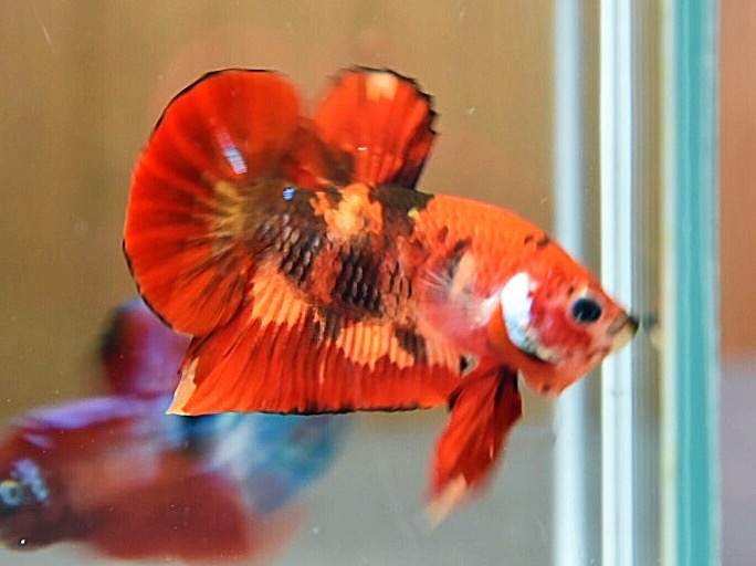 'นีโม่ ลายเสือไฟ'ปลากัดคัดเกรดครีบสั้น - Halfmoon Plakad Fancy Nemo Fire Tiger Premium Quality Grade