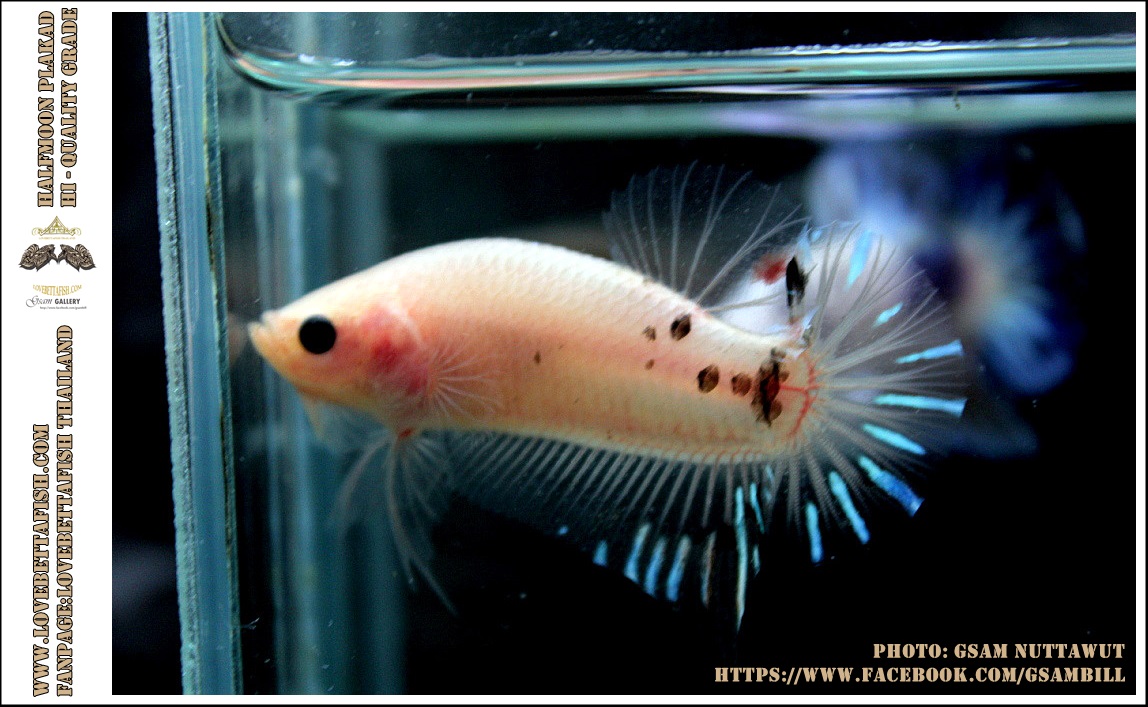 คัดเกรดปลากัดครีบสั้น-Halfmoon Plakad Fancy KOI