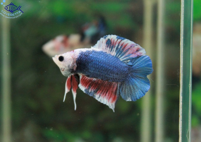 (ขายแล้วครับ)"คัดเกรด"ปลากัดครีบสั้นหางคู่-Halfmoon Plakats Double tails Super Fancy