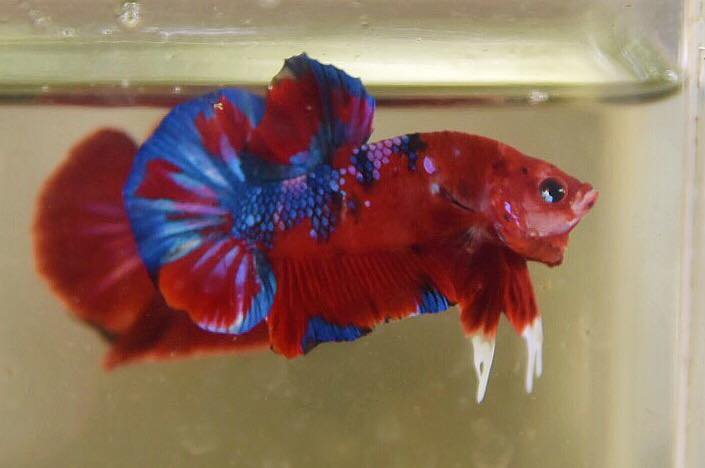 "แฟนซีโค่ยกาแลคซี่" ปลากัดคัดเกรดครีบสั้น - Halfmoon Plakad Fancy Koi Galaxy Premium Quality Grade