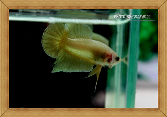 *ปลาเกรด*ปลากัดครีบสั้น - Halfmoon Plakats SUPER GOLD