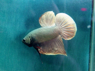 เขม่าที่ตัวปลากัดสีทอง