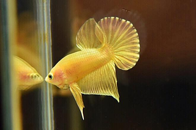 "ปลากัดสีทอง Super Gold" ปลากัดคัดเกรดครีบสั้น - Halfmoon Plakad Super Gold Quality Grade