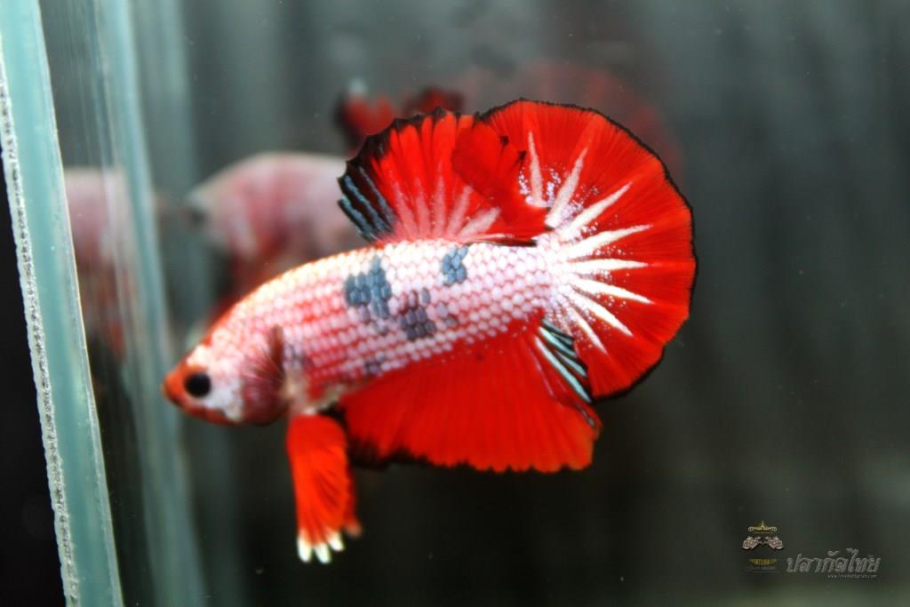 ปลากัดคัดเกรดครีบสั้น - Halfmoon Plakad Fancy Dragon Premium Quality Grade