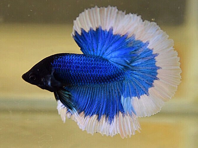 ปลากัดคัดเกรดครีบยาว - Halfmoon Fancy Blue Butterfly Premium Quality Grade AAA+