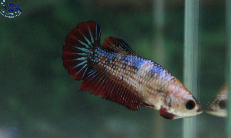 (ขายแล้วครับ)"คัดเกรด"ปลากัดครีบสั้นตัวเมีย-Female Halfmoon Plakats Fancy