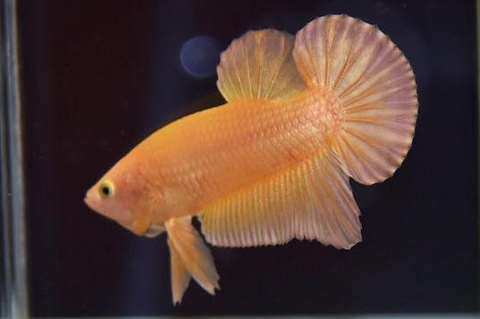 ปลากัดคัดเกรดครีบสั้น - Halfmoon Plakad Super Gold Premium Quality Grade 1.