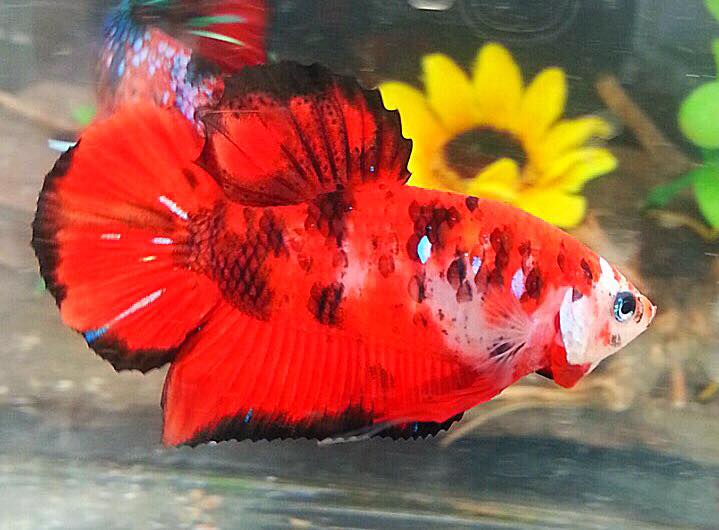 ปลากัดคัดเกรดครีบสั้น - Halfmoon Plakad Fancy Red Koi Premium Quality Grade