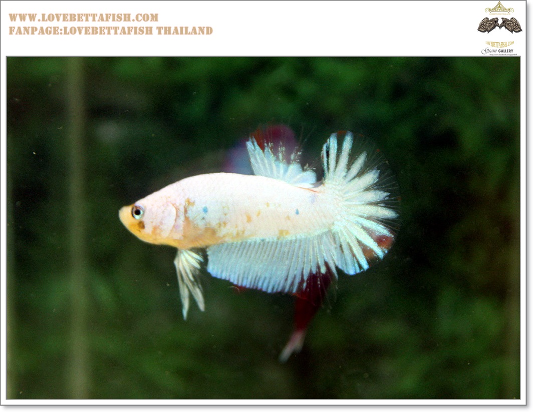 คัดเกรดปลากัดครีบสั้น-Halfmoon Plakat Fancy Nice Marble Dragon