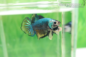 ปลากัดครีบสั้น-Fancy Halfmoon Plakats