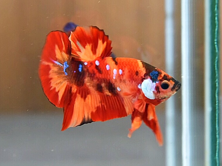 'นีโม่ ลายเสือไฟ'ปลากัดคัดเกรดครีบสั้น - Halfmoon Plakad Fancy Nemo Fire Tiger Premium Quality Grade