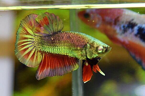 ปลากัดคัดเกรดครีบสั้น - Halfmoon Plakad Copper Quality Grade