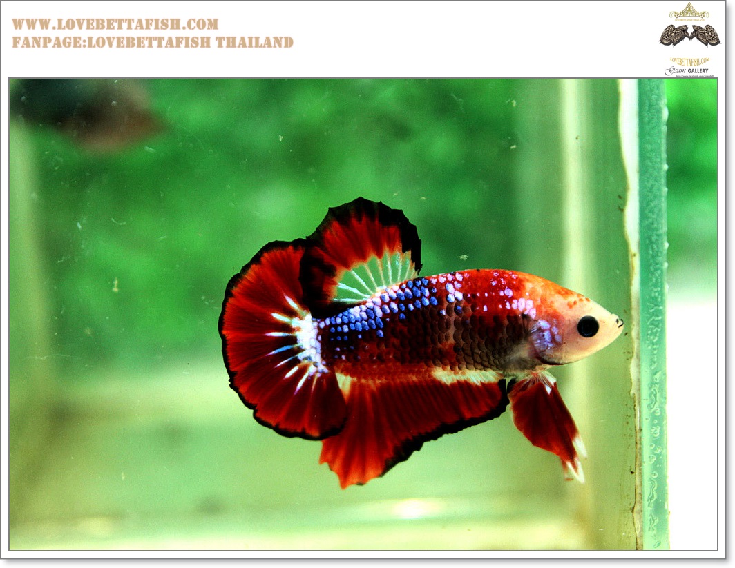 คัดเกรดปลากัดครีบสั้น-Hi- Quality Halfmoon Plakat Fancy Red Black Eye Quality Grade