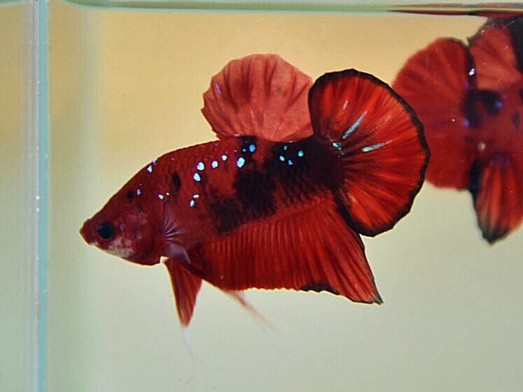 ปลากัดคัดเกรดครีบสั้น - Halfmoon Plakad Fancy Premium Quality Grade