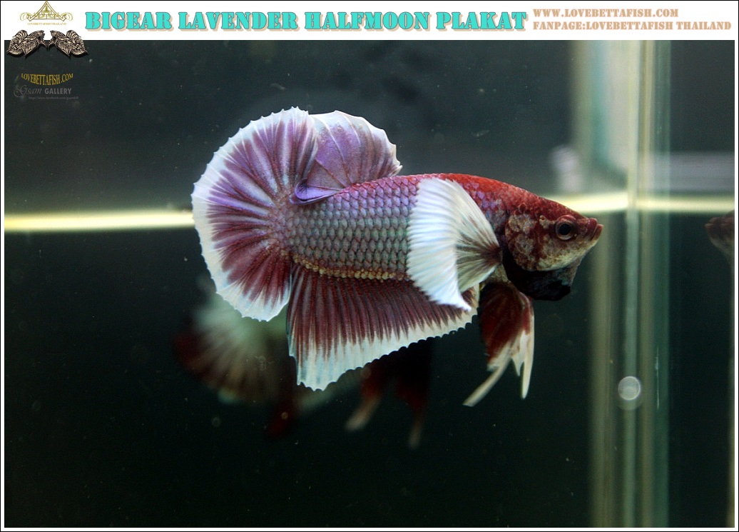 (ขายแล้วครับ)"คัดเกรด"ปลากัดครีบสั้นหูช้าง-Halfmoon Plakats Big Ear Lavender