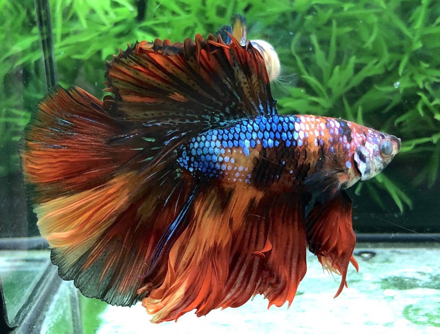 ปลากัดคัดเกรดครีบยาว - Halfmoon Fancy Koi Candy Premium Quality Grade
