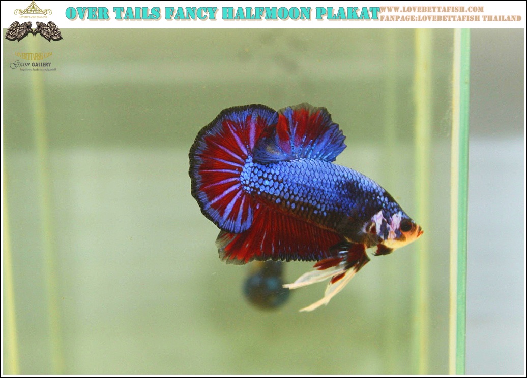 (ขายแล้วครับ)"คัดเกรด"ปลากัดครีบสั้น-Halfmoon Plakats Fancy Red Blue OVer Tails
