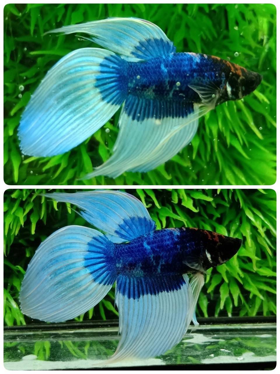 ปลากัดจีนคัดเกรดครีบยาว - Veiltails Fancy Butterfly Colors Premium Quality Grade