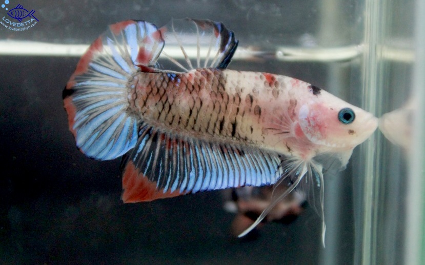 (ขายแล้วครับ)"คัดเกรด"ปลากัดครีบสั้น-Halfmoon Plakats Fancy Koi