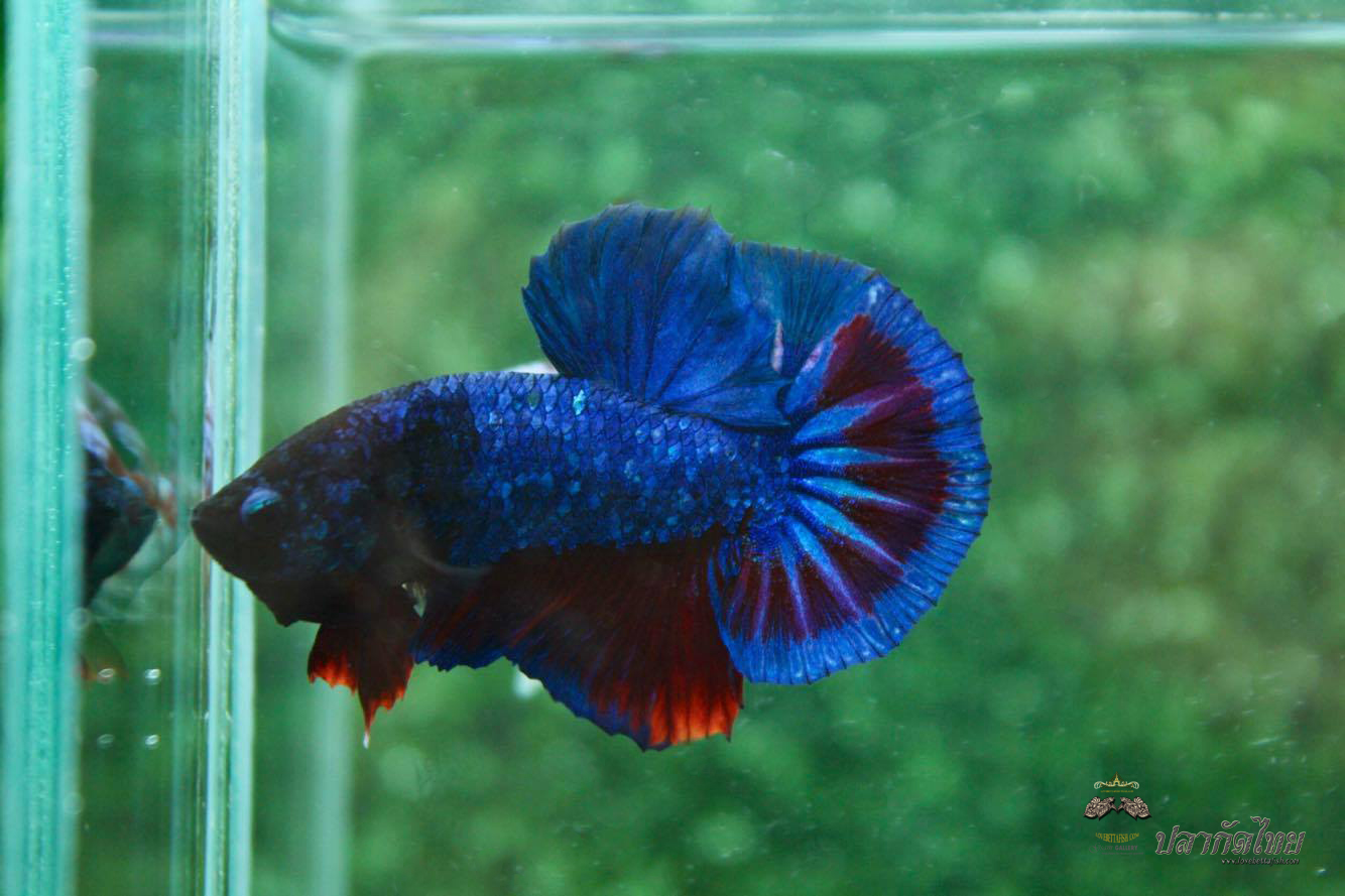 ปลากัดคัดเกรดครีบสั้น - Halfmoon Plakad Fancy Dragon Quality Grade